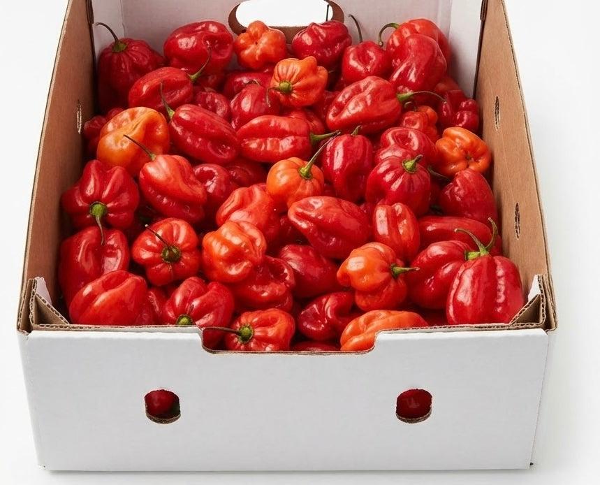 Fresh Habanero Pepper 200g