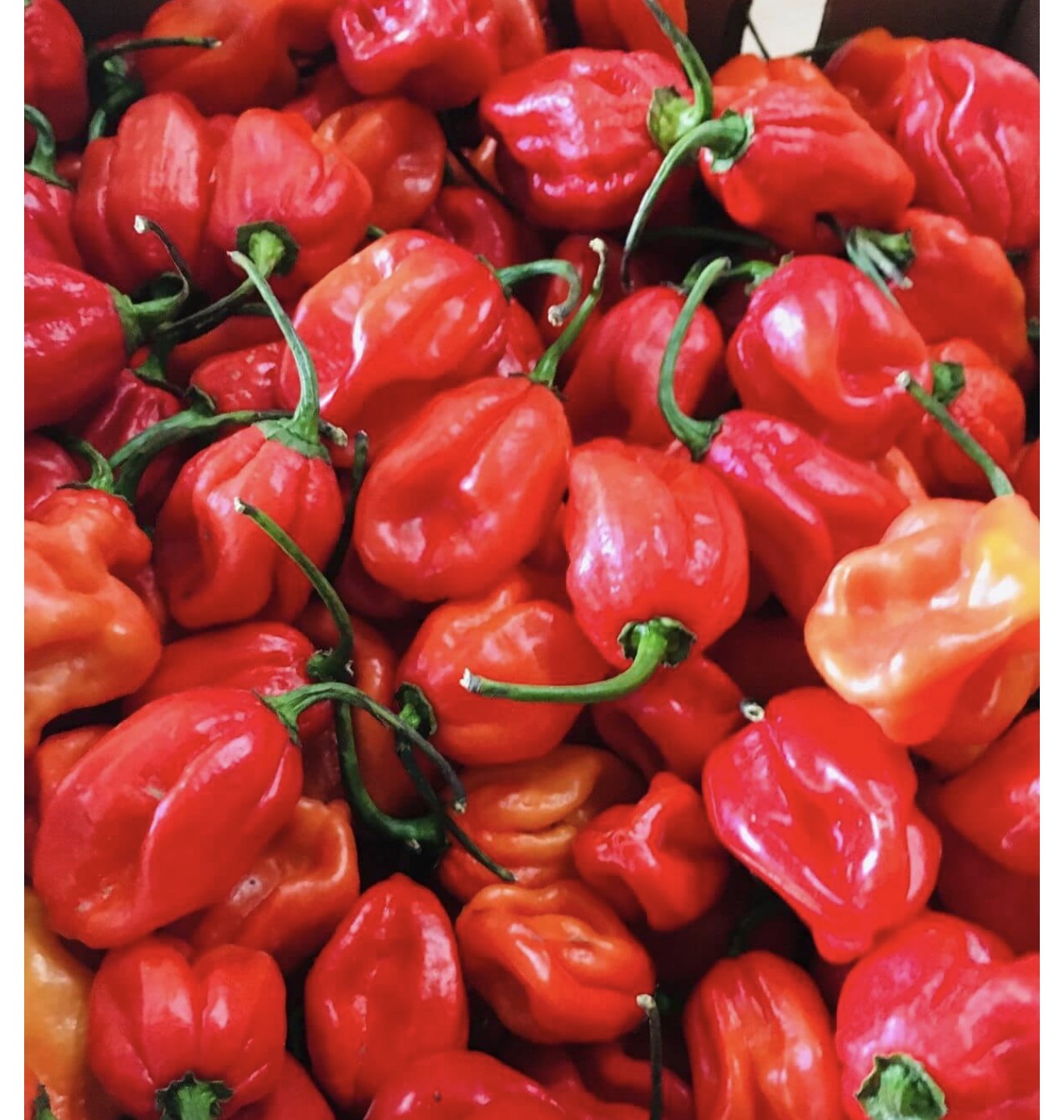 Värske Habanero pipar