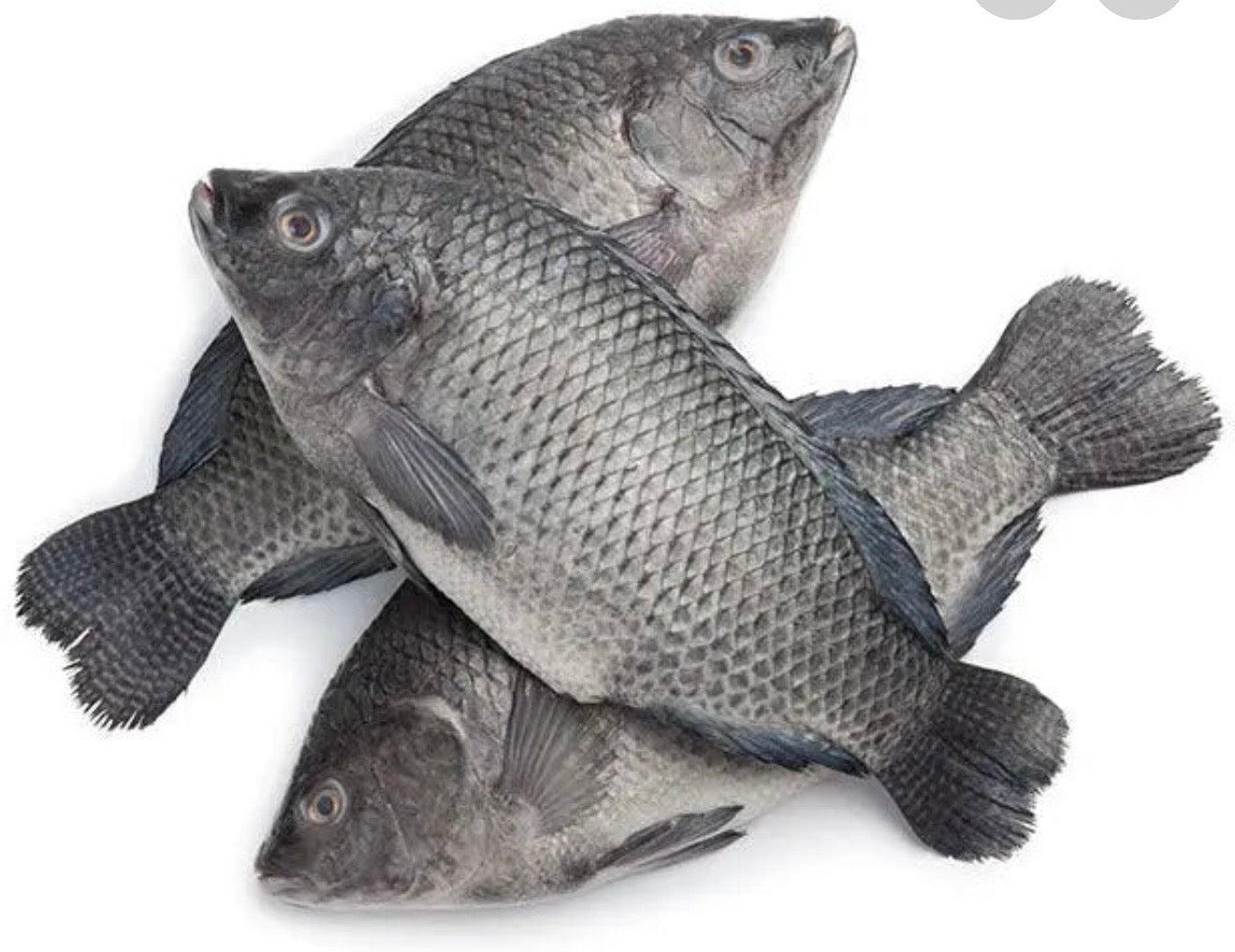 Box of frozen gutted and scaled Tilapia 4kg