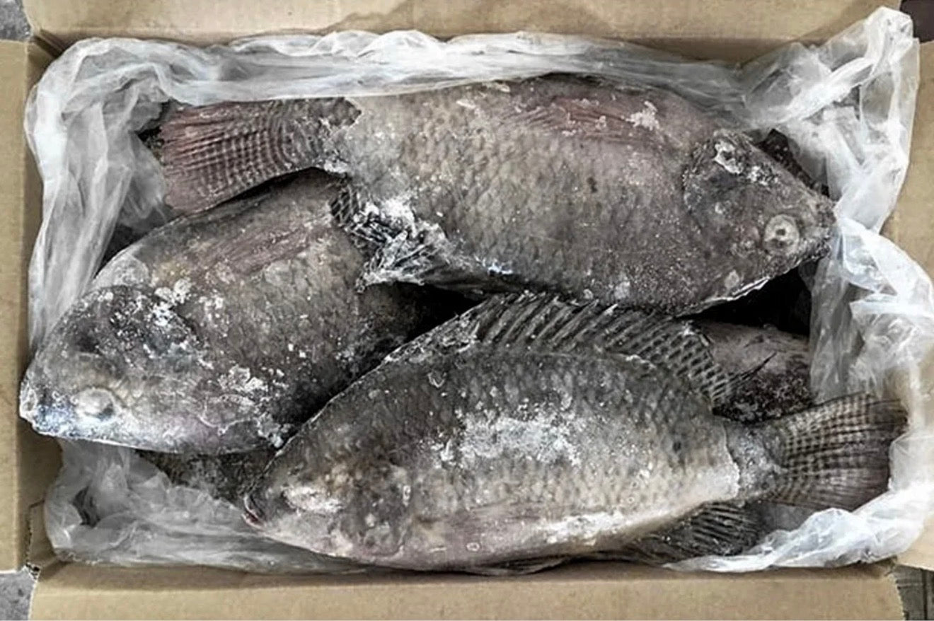 Külmutatud tilaapia G&S 800-1000 g