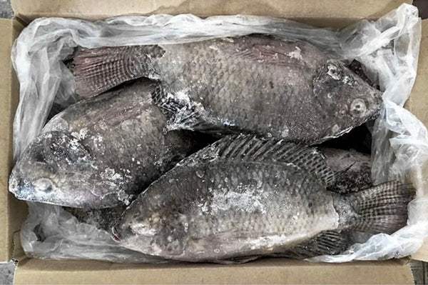 Frozen Tilapia G&S 800-1kg. Scaled and gutted