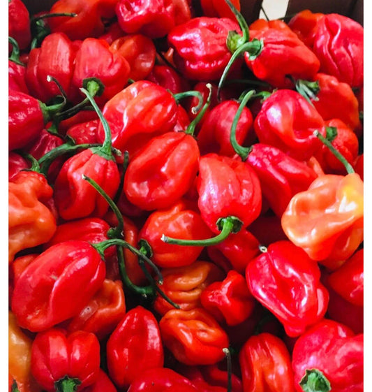 Värske punane habanero pipar