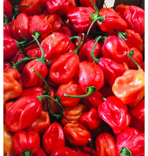 Fresh RED Habanero Pepper